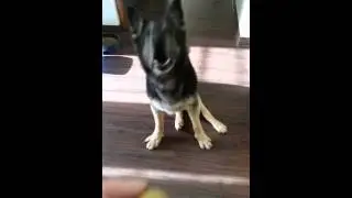 German Shepherd does tricks!