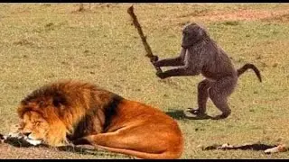 Lion vs Monkey 🦁🐒 | Epic Jungle Battle | Real Wildlife Fight Caught on Camera