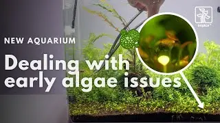 New Aquarium | How to deal with early algae issues