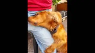 Cane insistente n1