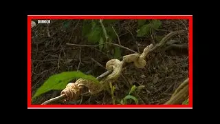 Isola, pericolo serpenti: che paura tra i naufraghi!
