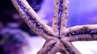 Linckia multifora 