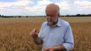 Introducing Spelt Grain grown at Manor Farm Bradenham
