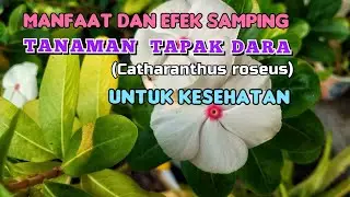 MANFAAT & EFEK SAMPING TANAMAN TAPAK DARA UNTUK KESEHATAN