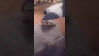 sans the moth