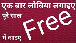 गमले में लोबिया । लोबिया की खेती