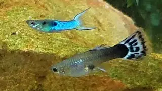 Rare Hybrid Mating Ritual Caught on Film. Endler Breeding with Guppy. Color Changing and Dancing!