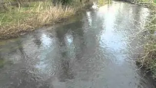 little Ouse River in Nunnery Lakes Thetford UK 23Jan16 932a
