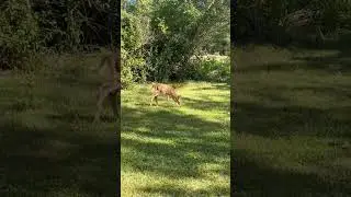 Spotted Fawn Deer Let me Get Real Close #relax #deer #animals #nature #fawn
