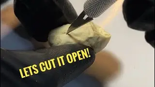 🐍Tri Color Hognose Egg Gone Bad&hellip;Let&rsquo;s Cut it Open.🧪