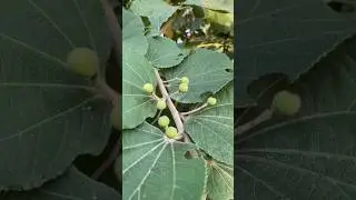 Phalsa Fruit🤩‼️ #phalsa #Aiplants #shorts