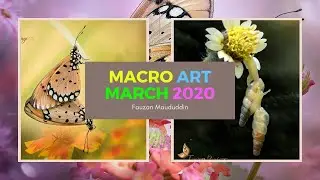 MACRO ART IN MARCH 2020 - INDONESIA MACRO PHOTOGRAPHY