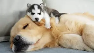 Adorable Husky Puppy Thinks His Golden Retriever Is The Perfect Bed!