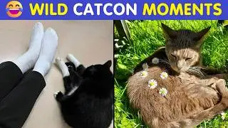 Hilarious CatCon Feline Memes 😂 | Best Wholesome Cat Moments