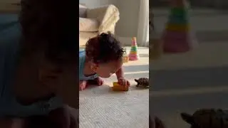 Baby vs Turtle: Who's The Boss? 🐢| Baby Bee #baby #Cutebaby