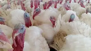 الحياة داخل المزارع #مزارع #ديك_الرومي