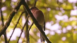 Chaffinch Song