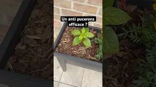 Un anti PUCERONS redoutable et NATUREL ! #jardin #naturel #potager #fleur