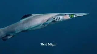 The Birdbeak Dogfish Shark
