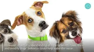 How can owners decode their dogs behavior?