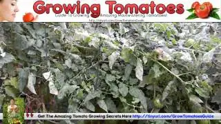 Growing Season For Tomatoes - Grow Tomatoes In Winter?