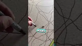 Он использовал жука, чтобы создать искусство 😳 (@patriciotejedo/IG)