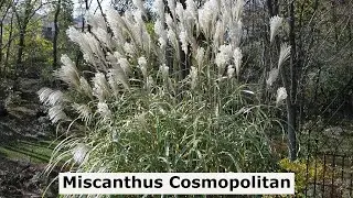 Miscanthus 'Cosmopolitan' (Maiden Grass) // Bold, Impressive, Easy to Grow, Multi-season Grass