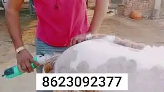 🐑 #sheep  #goat Hair Clippers Available in wholesale price - ॥ 690w, 990w, 1200w, 1600w ॥📱8623092377