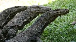 Dragon-sized Lizard