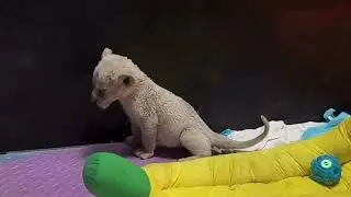 Baby Lion's Growth Diary🦁❤️#lion#animals #cute #zoo 