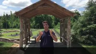 Lavender in Bloom at Lavender Fields Herb Farm