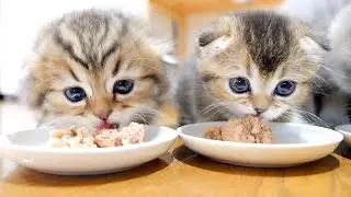 Kittens eat really delicious food! [chewing sound]