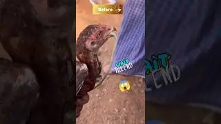 Aseel vs Snake 😱 @K7Eye #ytshorts #shortsfeed #aseel #hen #shorts #snake #funny #eagle