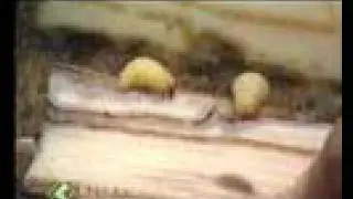 Managemnt of banana pseudostem weevil