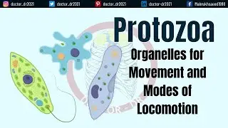 Protozoa: Organelles for Movement and Modes of Locomotion - Parasitology Lectures