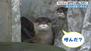 カワウソ《３きょうだい》の名前決定！「いまだかつてないほどやんちゃ」桂浜水族館【高知】 (24/03/20 19:10)