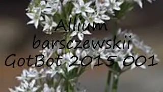 How to pronounce Allium barsczewskii GotBot 2015 001 in Dutch?