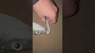Porque usamos um anzol de correr na montagem? 🤔👆🏼⚠️