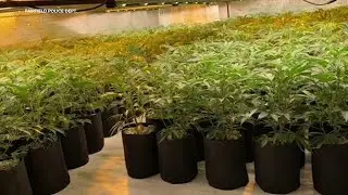 Over 8,000 cannabis plants seized in North Bay raids; 8 grow houses shut down, police say