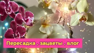 Пересадка орхидеи фаленопсис, обзор магазина hoff и familia, новости с полок #phalaenopsisorchid