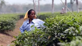 palasbari tea estate documentary video. WEST BENGAL Dooars