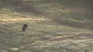 Solo Turkey Hunt 4 26 2021