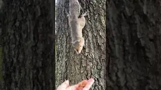 The Best Part of My Day 🐿️ #feedingsquirrels #wildlife #nature #cute