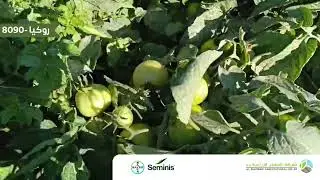 الصنف الاحدث والاميز من #شركة_سيمينيس💪🌱ذو #التحملات_العالية لفيروس الذبول المتبقع TSWV💯