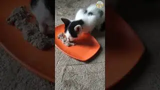 😻🌿Cute Kitten Meowing 🐾 | Natural Baby Cat Sounds