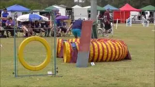 29 Oct 2016 Fun Club Challenge at Agility Festival; Agility run
