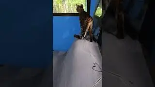 suara kucing bengal #kucing #catlovers #youtubecats #kucingviral #bengal #suarakucing #jantan #fyp