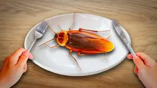 eat bugs.