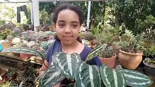 Identificando 11 tipos de marantas (vídeo 2)