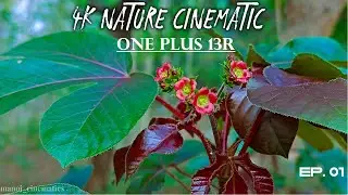 Lost in Nature | Cinematic Travel Video in 4K | Epic B-Roll & Ambient Soundscapes | One Plus 13R